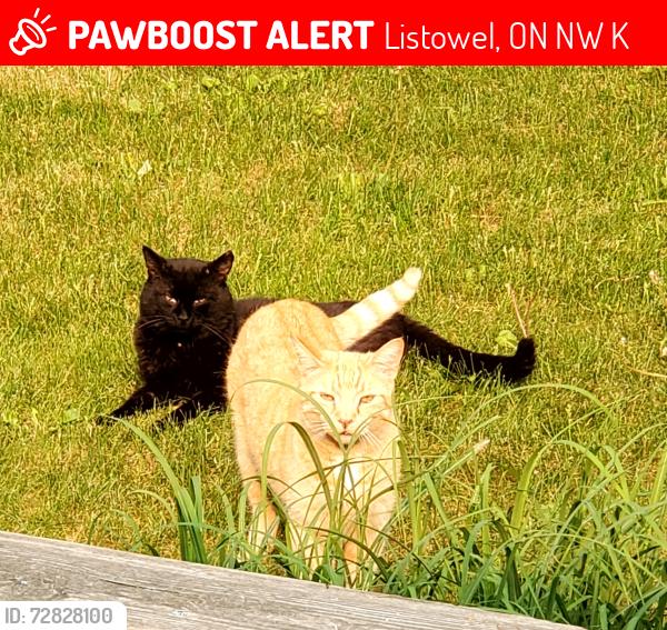 Lost Male Cat last seen Elizabeth and hmstd/ Inkerman and hmstd in Listowel, Listowel, ON N4W