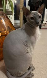 Lost Male Cat last seen Near Nelson road Salisbury , Wiltshire, England SP1 3LT