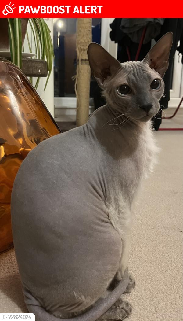 Lost Male Cat last seen Near Nelson road Salisbury , Wiltshire, England SP1 3LT