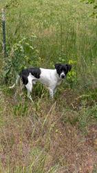 Found/Stray Male Dog last seen Peach Street and Byrd Ave, Chattanooga, TN 37406