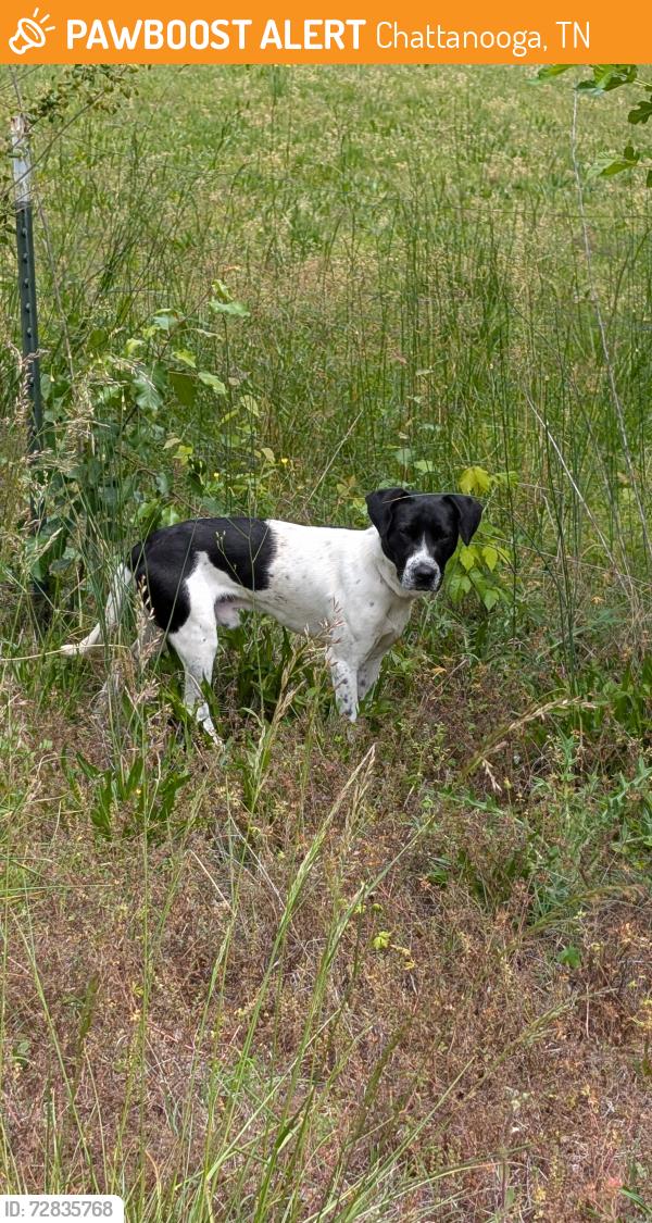 Found/Stray Male Dog last seen Peach Street and Byrd Ave, Chattanooga, TN 37406