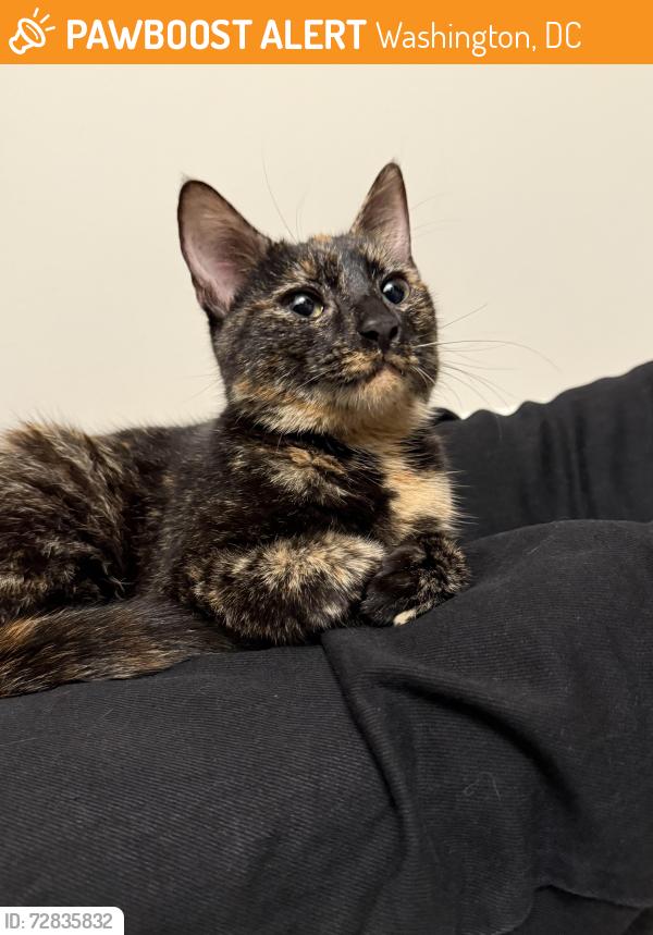 Found/Stray Female Cat last seen gallaudet university , Washington, DC 20002