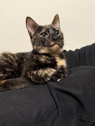 Found/Stray Female Cat last seen gallaudet university , Washington, DC 20002