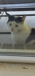 Found/Stray Unknown Cat last seen Stop 10 & Sherman, Indianapolis, IN 46227