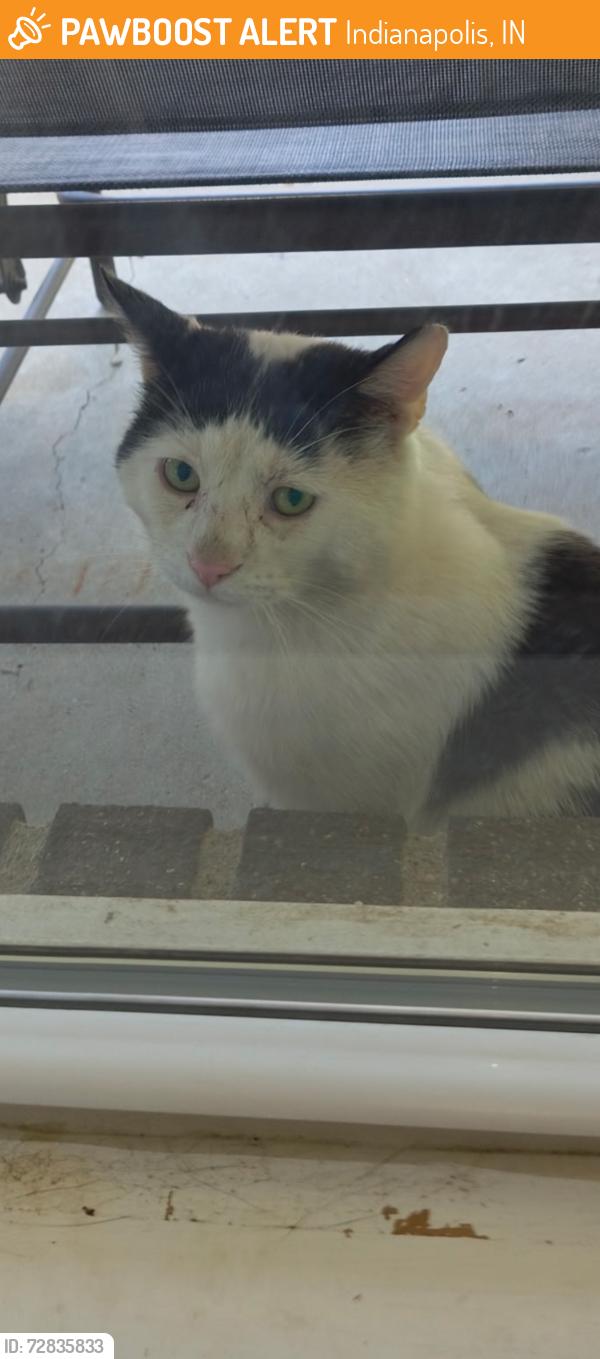 Found/Stray Unknown Cat last seen Stop 10 & Sherman, Indianapolis, IN 46227