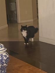 Lost Female Cat last seen Ponnsettia/el camino real/ skimme , Carlsbad, CA 92011