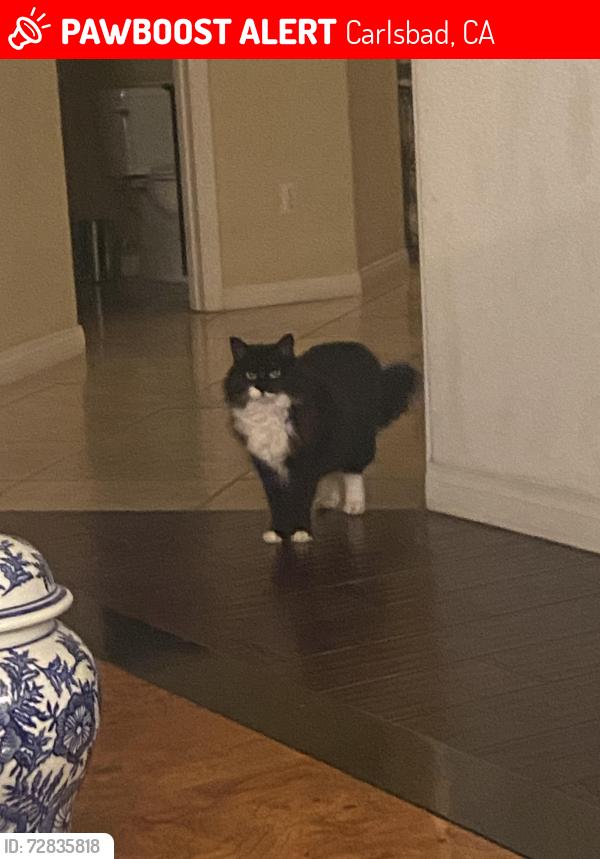 Lost Female Cat last seen Ponnsettia/el camino real/ skimme , Carlsbad, CA 92011