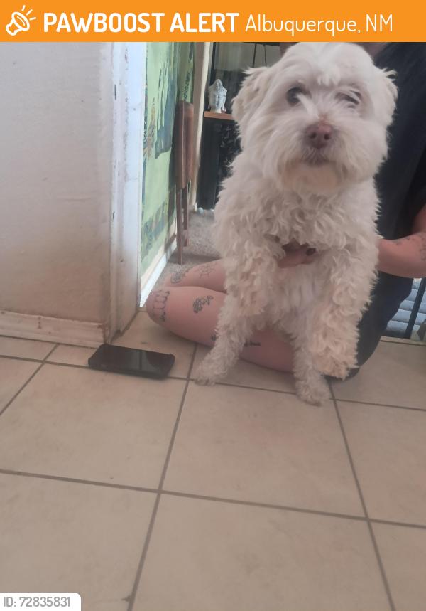 Found/Stray Female Dog last seen Gibson and San Mateo, Albuquerque, NM 87108