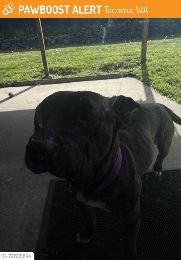 Found/Stray Female Dog last seen By Stewart Heighta Park, Tacoma, WA 98404