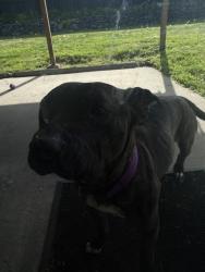 Found/Stray Female Dog last seen By Stewart Heighta Park, Tacoma, WA 98404