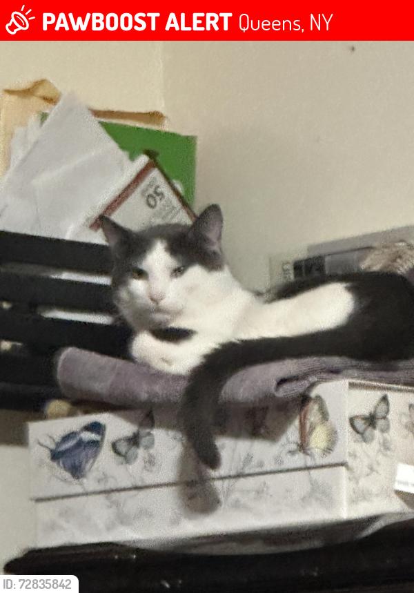 Lost Male Cat last seen Last seen near 93rd street, Queens, NY 11416