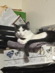 Lost Male Cat last seen Last seen near 93rd street, Queens, NY 11416