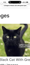 Found/Stray Unknown Cat last seen Pennsylvania and McDowell Rd Mills River , Mills River, NC 28759