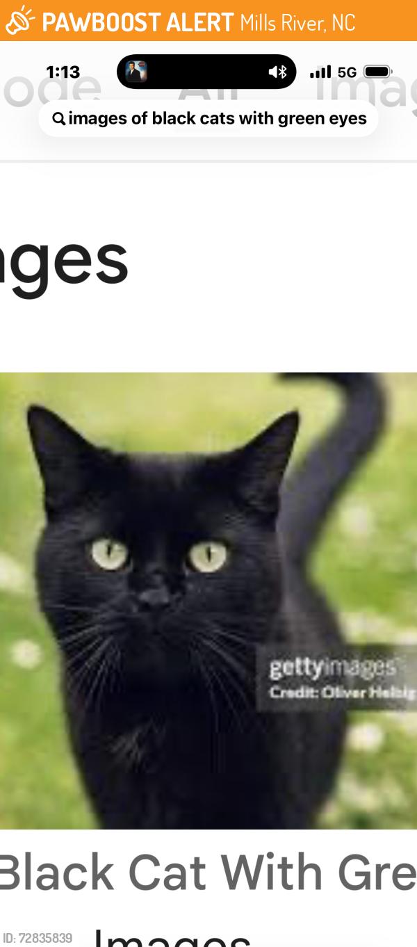 Found/Stray Unknown Cat last seen Pennsylvania and McDowell Rd Mills River , Mills River, NC 28759