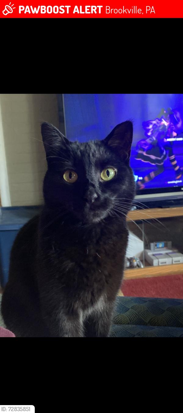 Lost Female Cat last seen Western avenue , Brookville, PA 15825