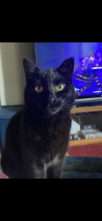 Lost Female Cat last seen Western avenue , Brookville, PA 15825