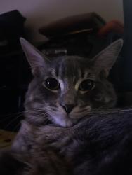Lost Male Cat last seen Highland ave, San Bernardino, CA 92411