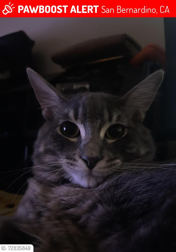 Lost Male Cat last seen Highland ave, San Bernardino, CA 92411