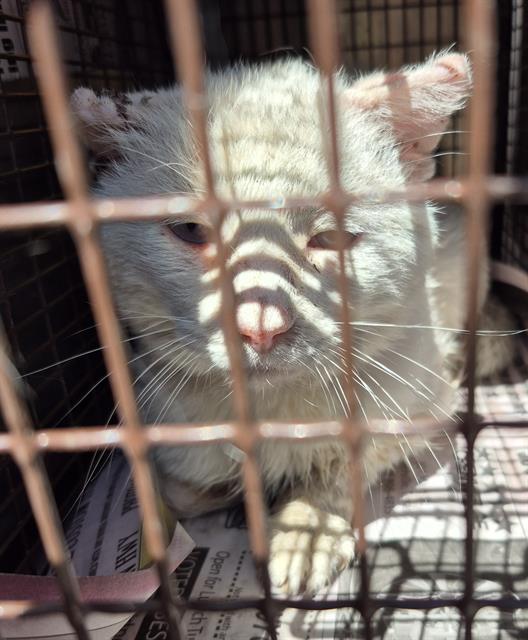 Shelter Stray Male Cat last seen Near BLOCK S CALLAGHAN, San Antonio, TX 78227