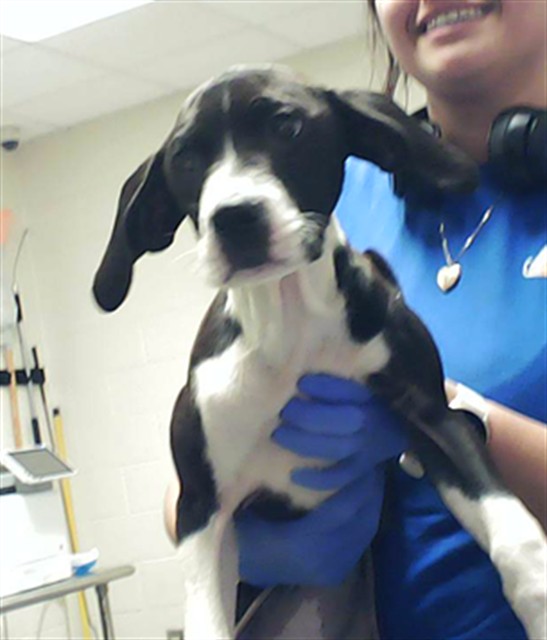 Shelter Stray Female Dog last seen , Fayetteville, NC 28306