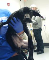 Shelter Stray Male Dog last seen , Fayetteville, NC 28306