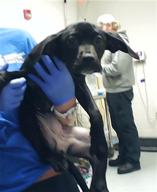 Shelter Stray Male Dog last seen , Fayetteville, NC 28306