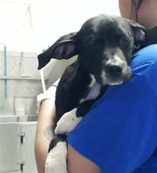 Shelter Stray Female Dog last seen , Fayetteville, NC 28306