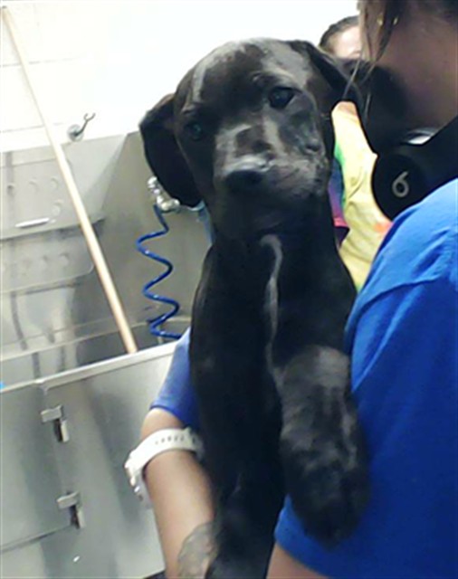 Shelter Stray Male Dog last seen , Fayetteville, NC 28306