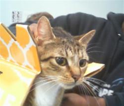 Shelter Stray Female Cat last seen CHARLOTTE, Charlotte, NC 28217