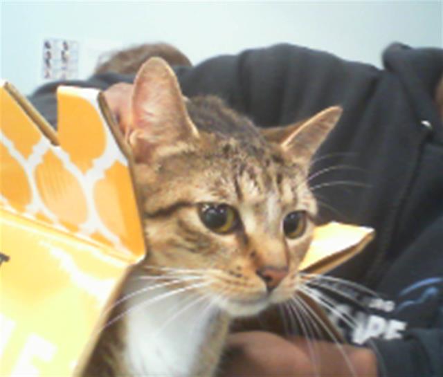 Shelter Stray Female Cat last seen CHARLOTTE, Charlotte, NC 28217