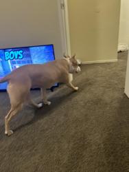 Reunited Female Dog last seen garden ave near Kennedy park , Hayward, CA 94544