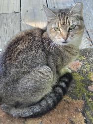 Found/Stray Unknown Cat last seen Farmer Denton Rd and Toyes Dr, Randolph County, NC 27239