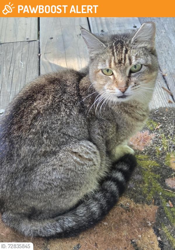 Found/Stray Unknown Cat last seen Farmer Denton Rd and Toyes Dr, Randolph County, NC 27239