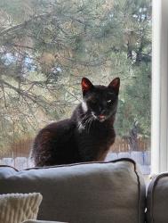 Reunited Male Cat last seen Ansel Dr and Akron Dr, Colorado Springs, CO 80923