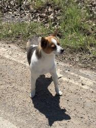 Found/Stray Male Dog last seen Near the train tracks, Mansfield, TX 76063