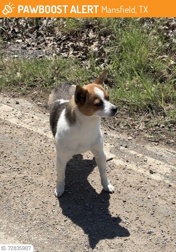 Found/Stray Male Dog last seen Near the train tracks, Mansfield, TX 76063