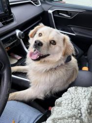 Found/Stray Male Dog last seen Camino de gloria, Walnut, CA 91789