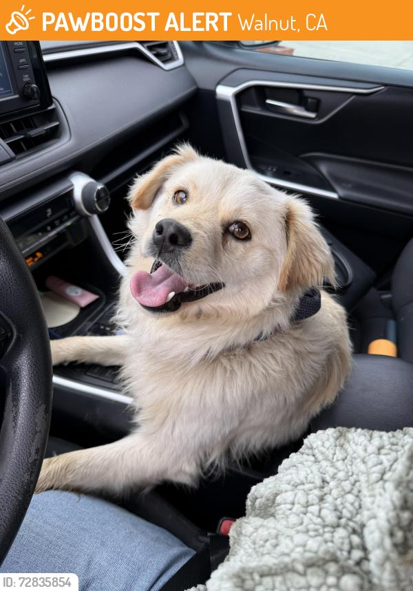 Found/Stray Male Dog last seen Camino de gloria, Walnut, CA 91789