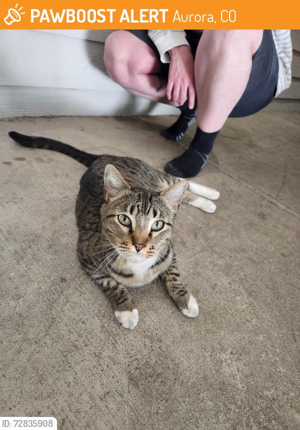 Found/Stray Unknown Cat last seen Quincy and Carson , Aurora, CO 80014
