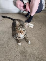 Found/Stray Unknown Cat last seen Quincy and Carson , Aurora, CO 80014