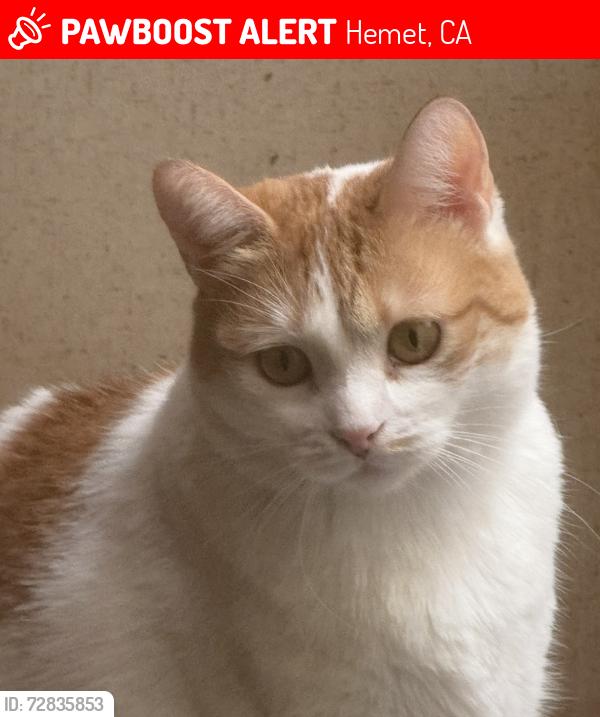 Lost Female Cat last seen Casa del sol rv park on acacia , Hemet, CA 92545