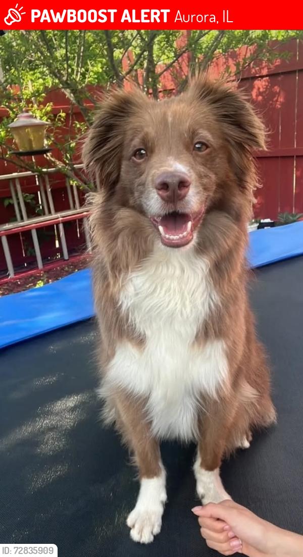 Lost Male Dog last seen Last seen by Jackson Street & 6th Ave. , Aurora, IL 60505
