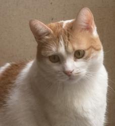 Lost Female Cat last seen Casa del sol rv park on acacia , Hemet, CA 92545
