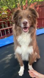 Lost Male Dog last seen Last seen by Jackson Street & 6th Ave. , Aurora, IL 60505
