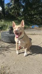 Lost Male Dog last seen North High School, Omaha, NE 68111