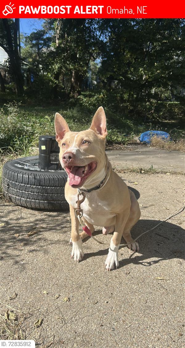 Lost Male Dog last seen North High School, Omaha, NE 68111