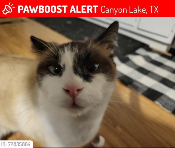 Lost Male Cat last seen Nelson drive , Canyon Lake, TX 78133