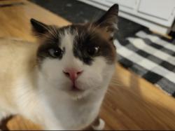 Lost Male Cat last seen Nelson drive , Canyon Lake, TX 78133