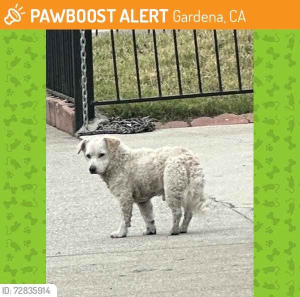 Found/Stray Male Dog last seen 134th and normandie , Gardena, CA 90247