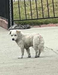 Found/Stray Male Dog last seen 134th and normandie , Gardena, CA 90247